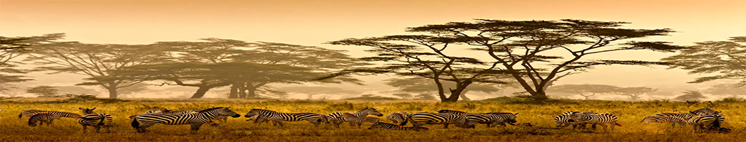 Africa Africa